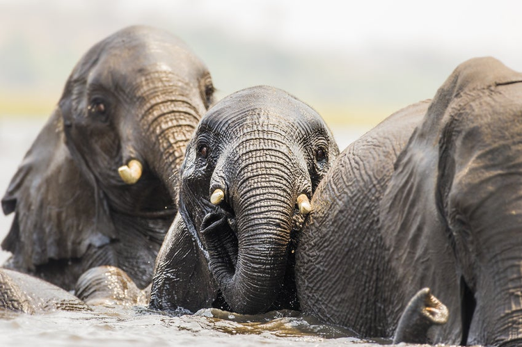 Peter / Adobe Stock - African Elephants swimming across the Chobe River, Botswana