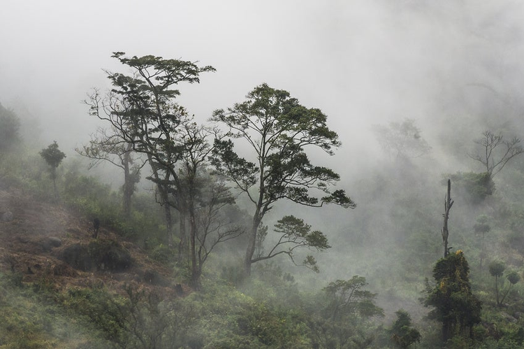 Mount Gorongoza mist-forest shrouded in thick mist, Gorongosa Mountain, Inhambane Province, Mozambique