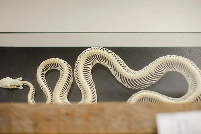 Artwork sculpture of a snake skeleton in IVH design studio.