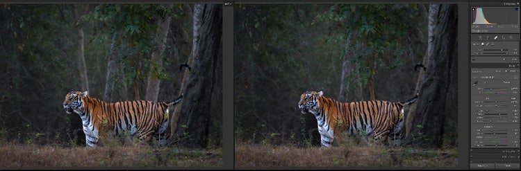 Before / after removing the trees behind the tiger’s head and rear.