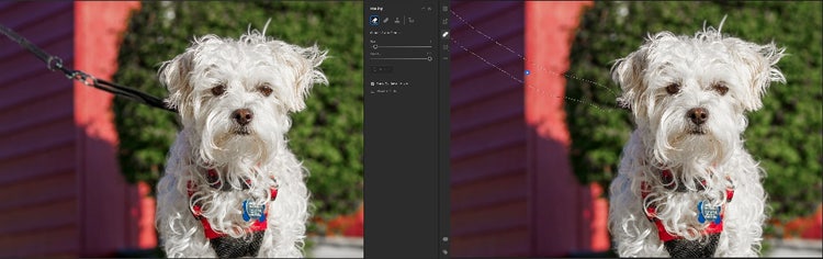 Before / after removing the leash.