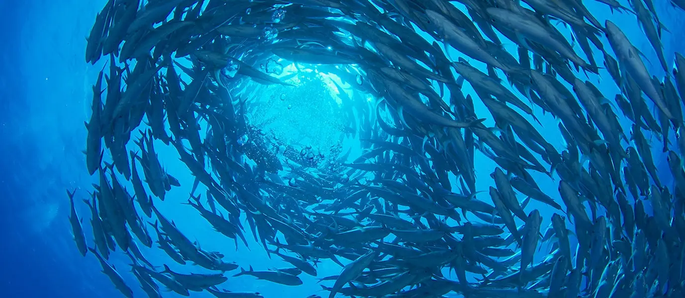 Fish swimming in a circle.
