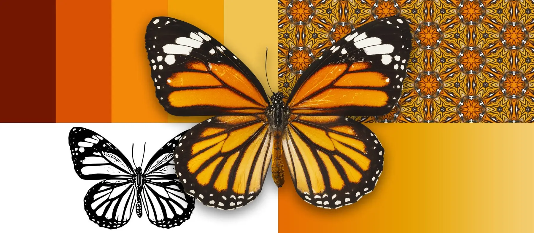 An example of Adobe Capture's ability to grab textures and colors from a butterfly to create patterns and vector shapes.