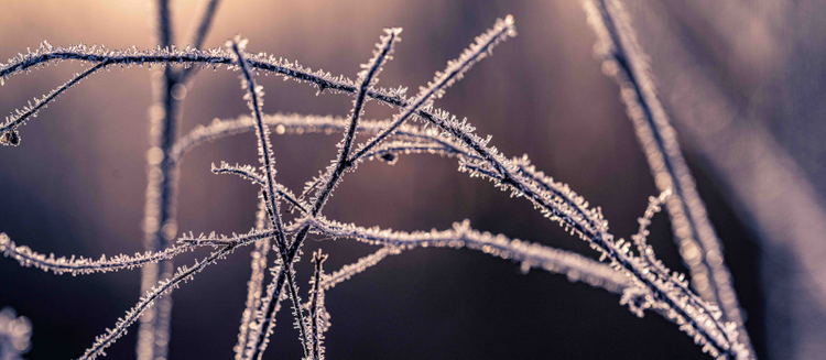 Ice crystals on branches.