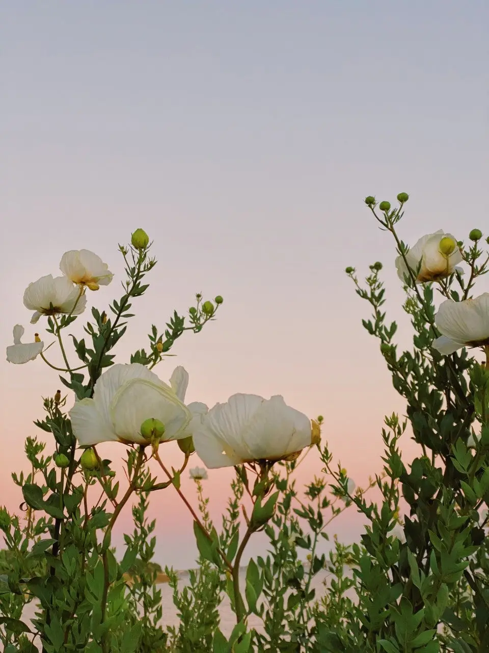 White flowers with dusk as their background. 