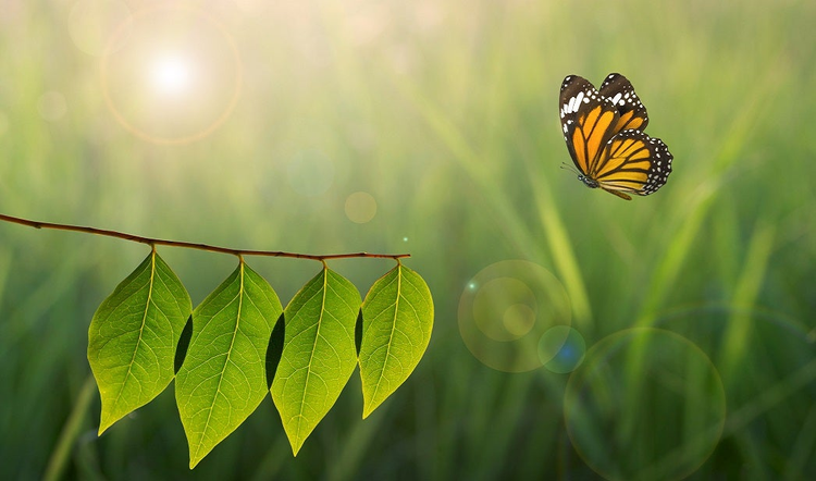 Bench Attracts ‘Social Butterflies’ With Nectar Of Serendipity