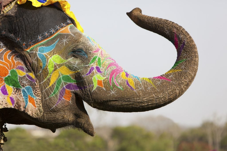 Decorated elephant at the elephant festival in Jaipur