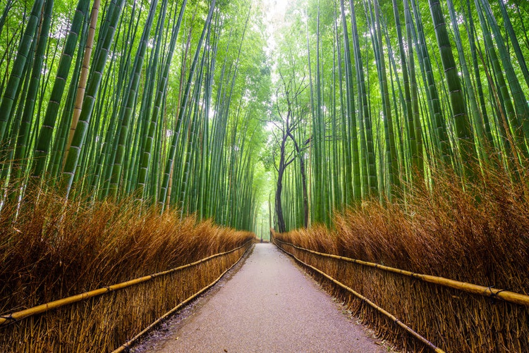 Path to bamboo forest, Arashiyama, Kyoto, Japan