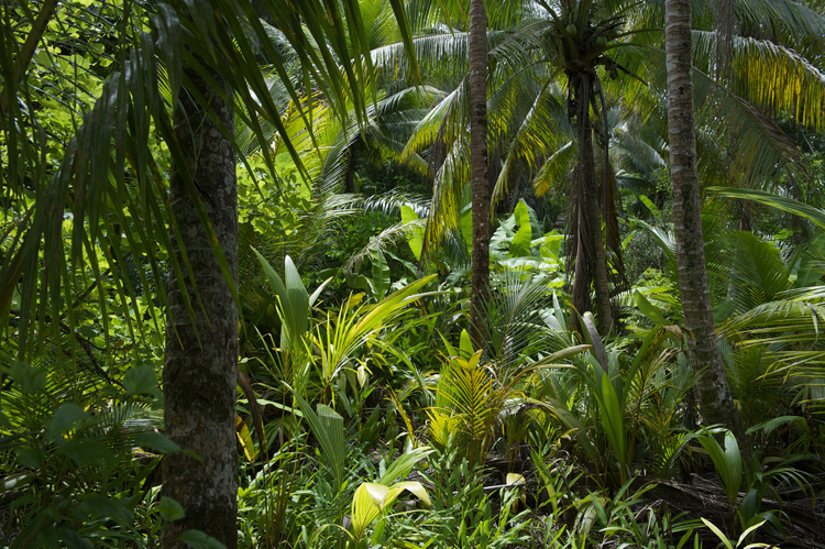 When It Comes To Employer Branding, It’s A Jungle Out There