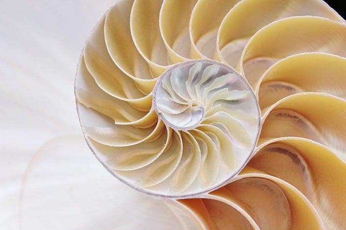 A seashell.