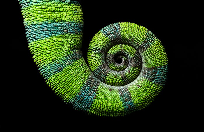 An iguana tail.