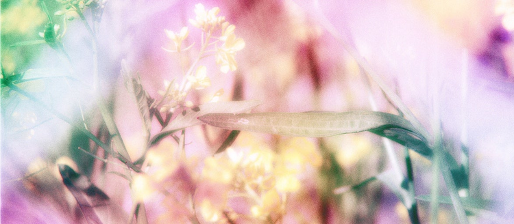 Image of pastel flowers.