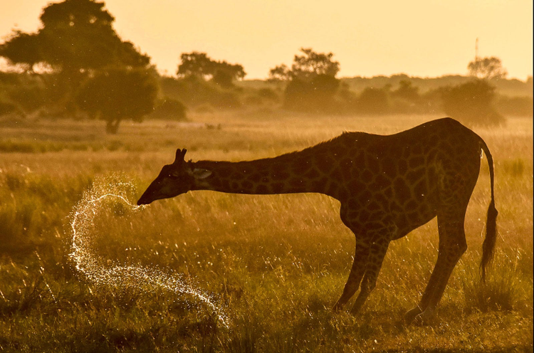 Giraffe playing with water