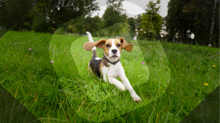 dog running through a grass field