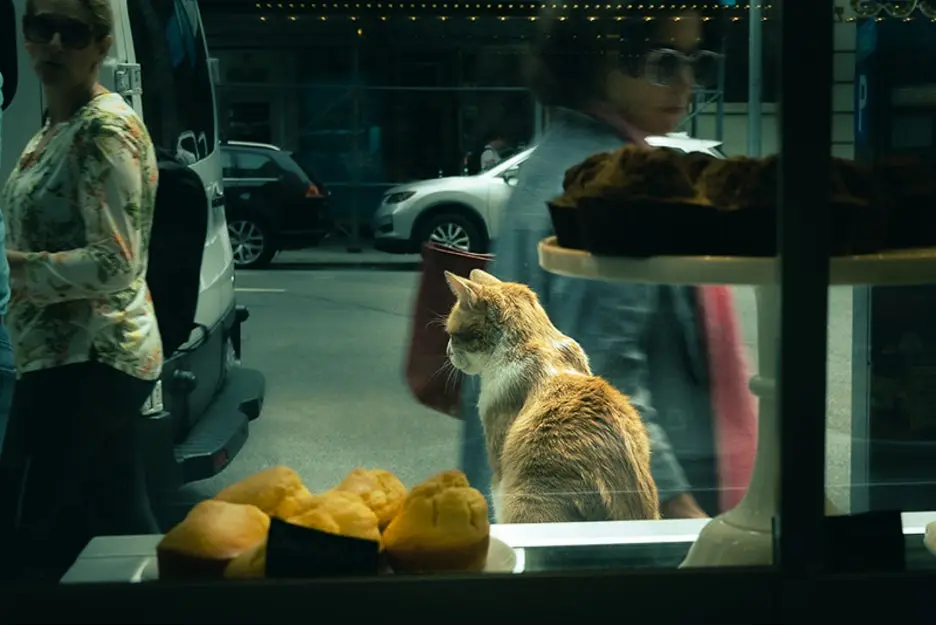Cat sitting in a window with people passing.