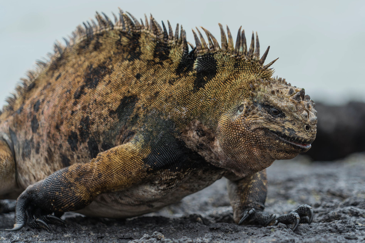 Photo of male marine iguana on Isabela Island in the Galapagos Islands, December 2019. 