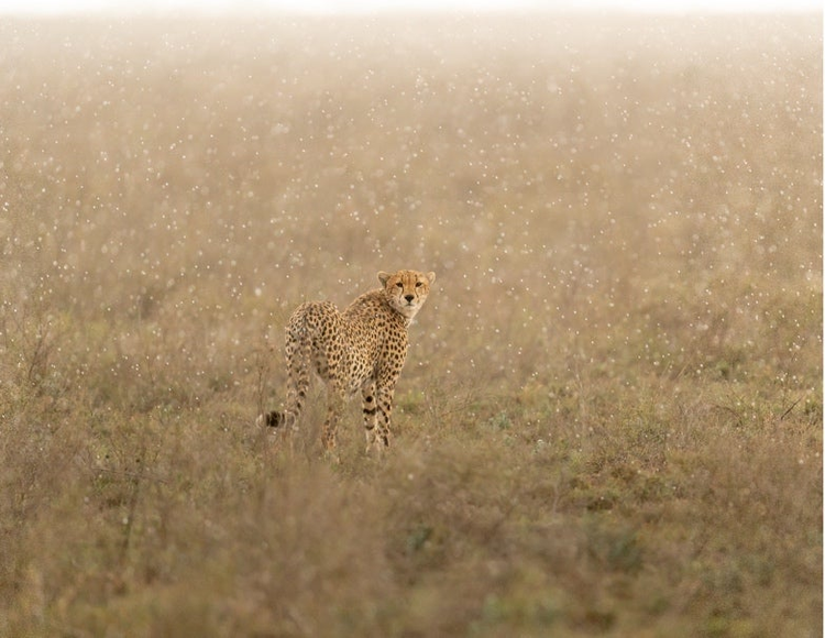 Photo of a cheetah in a field while it snows