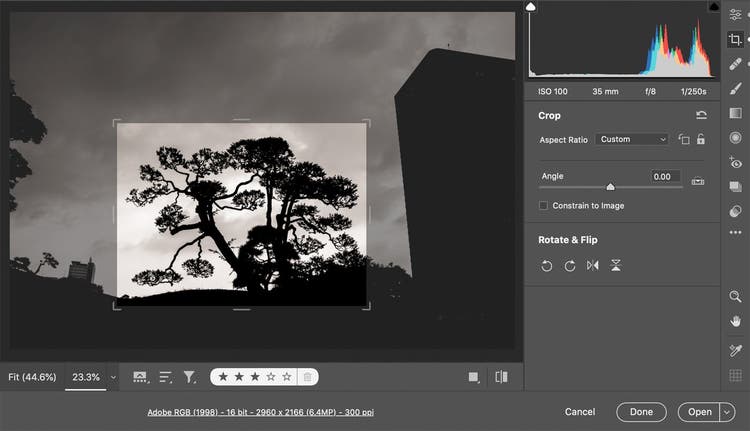 Screenshot of a cropped version of a tree picture in lightroom.