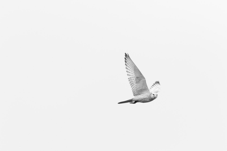 Photoe of a gyrfalcon flying overheard from a distance.