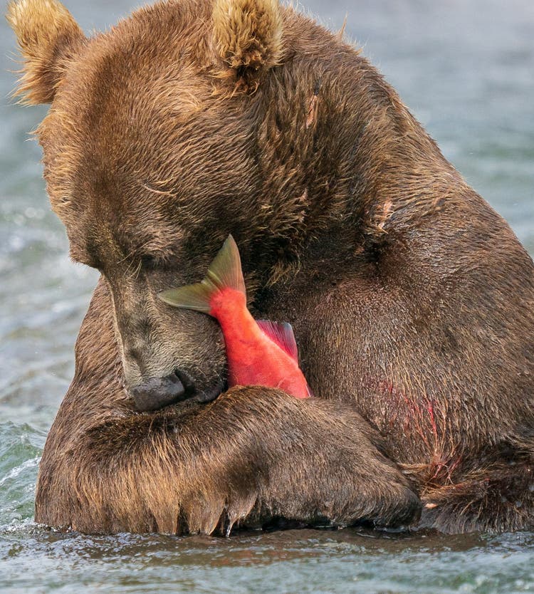 Brown bear sitting in the water, eating a red fish.