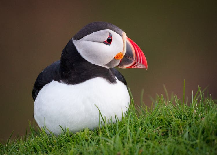 Image of a puffin sitting in grass.