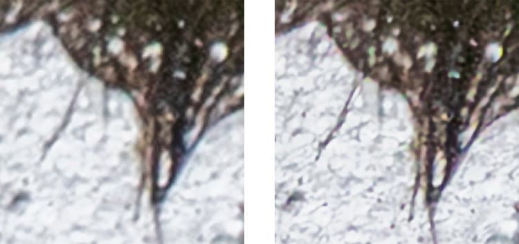 Side by side iamges of closeups of the fur and spraying water.