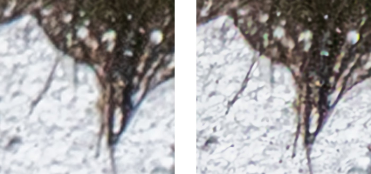 Side by side iamges of closeups of the fur and spraying water.