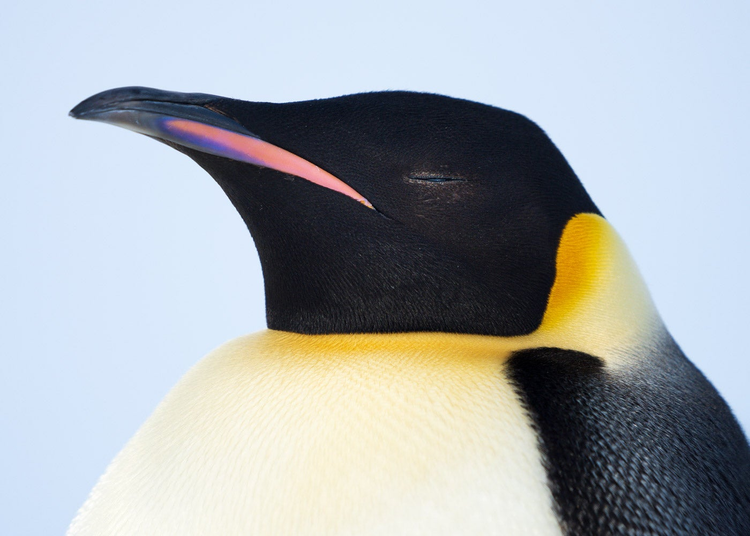 Photo of a pengiun.