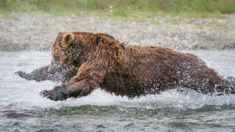 Photo of a brown bear diving into water.