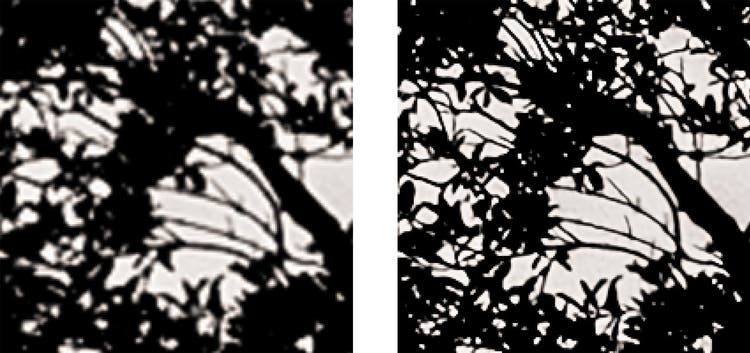 Side by side zoomed image of branches and foliage.