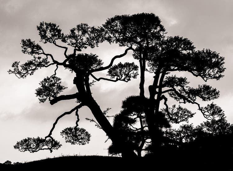 Black and white photo of a sillhouette of a tree.