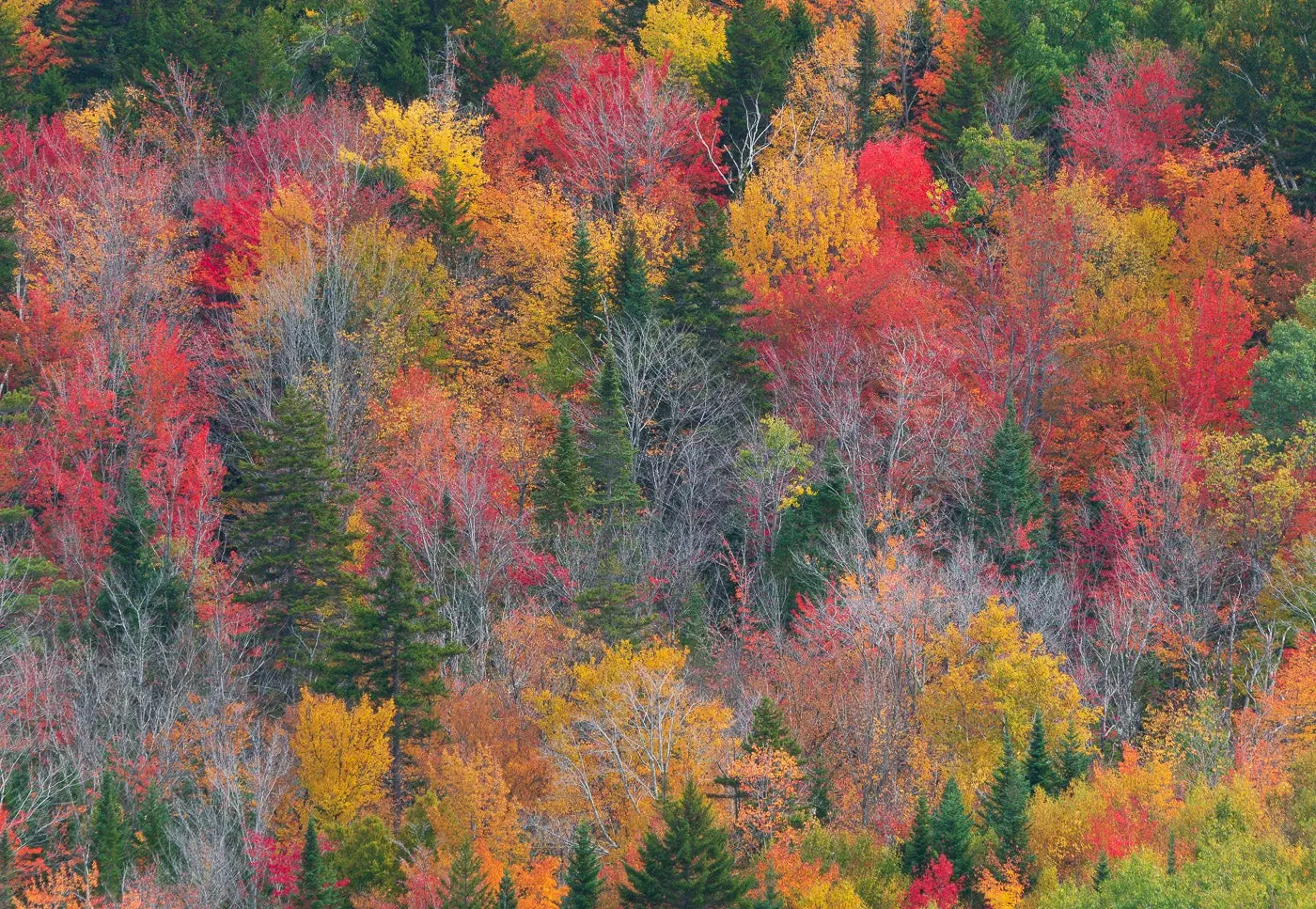 Photo of a group of trees showing all different shades of fall colors.