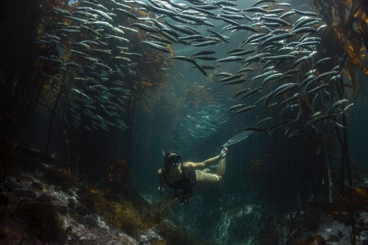 Diver under the water surrounded by fish.