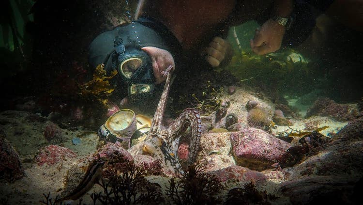 Underwater photo from My Octopus Teacher (now on Netflix).