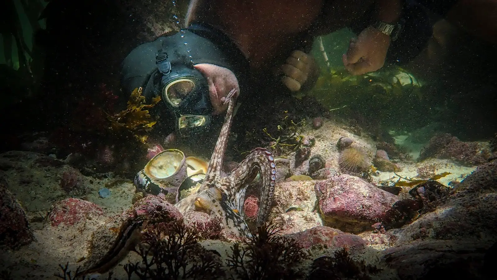 Underwater photo from My Octopus Teacher (now on Netflix). 