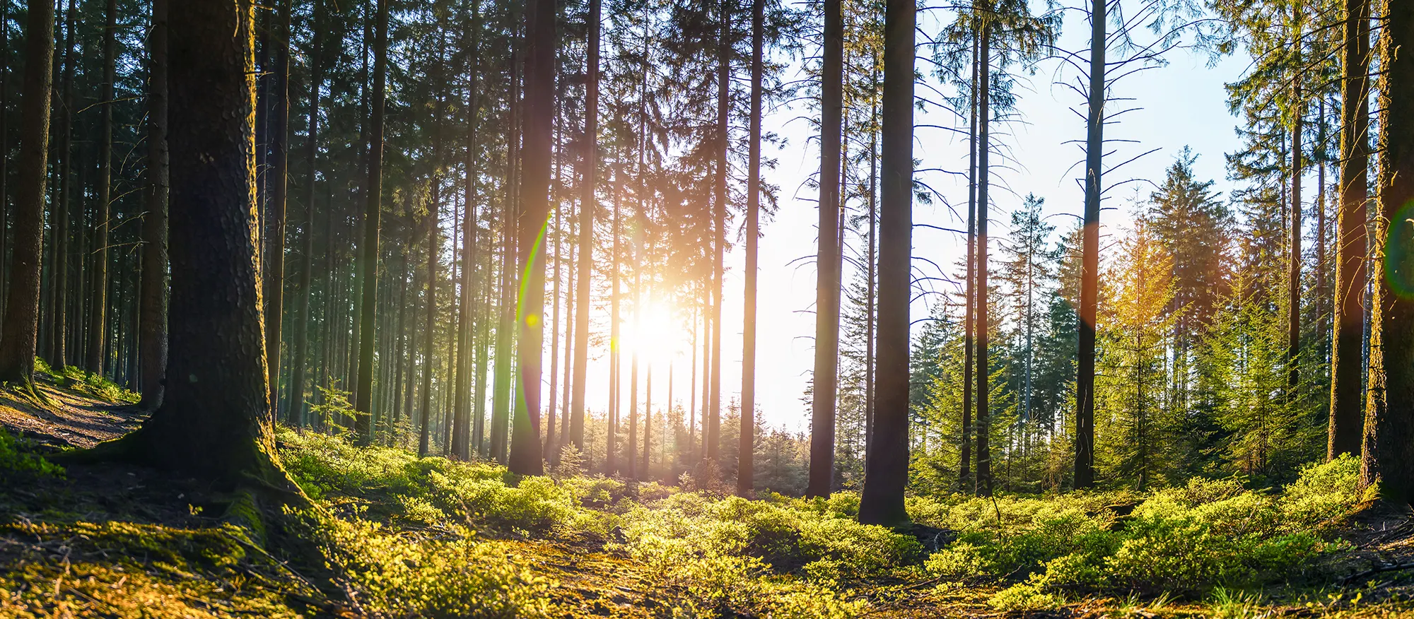Adobe helping businesses sign up for a more sustainable future