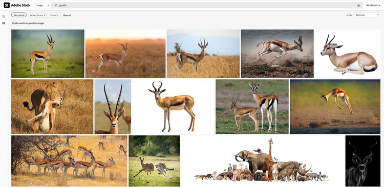 Image search in Adobe Stock for the term “gazelle”