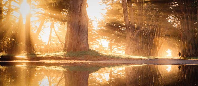 Photograph of a tree and its reflection on water during the golden hour.