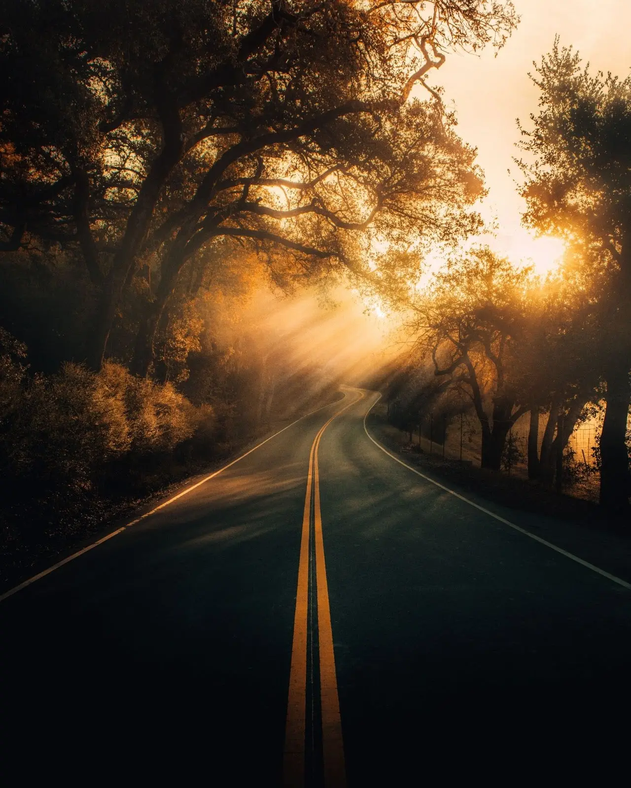Golden sunrays penetrate the trees shrouding a curvy road.