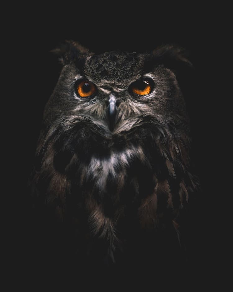 A portrait of an owl illuminated by natural light during the golden hour.