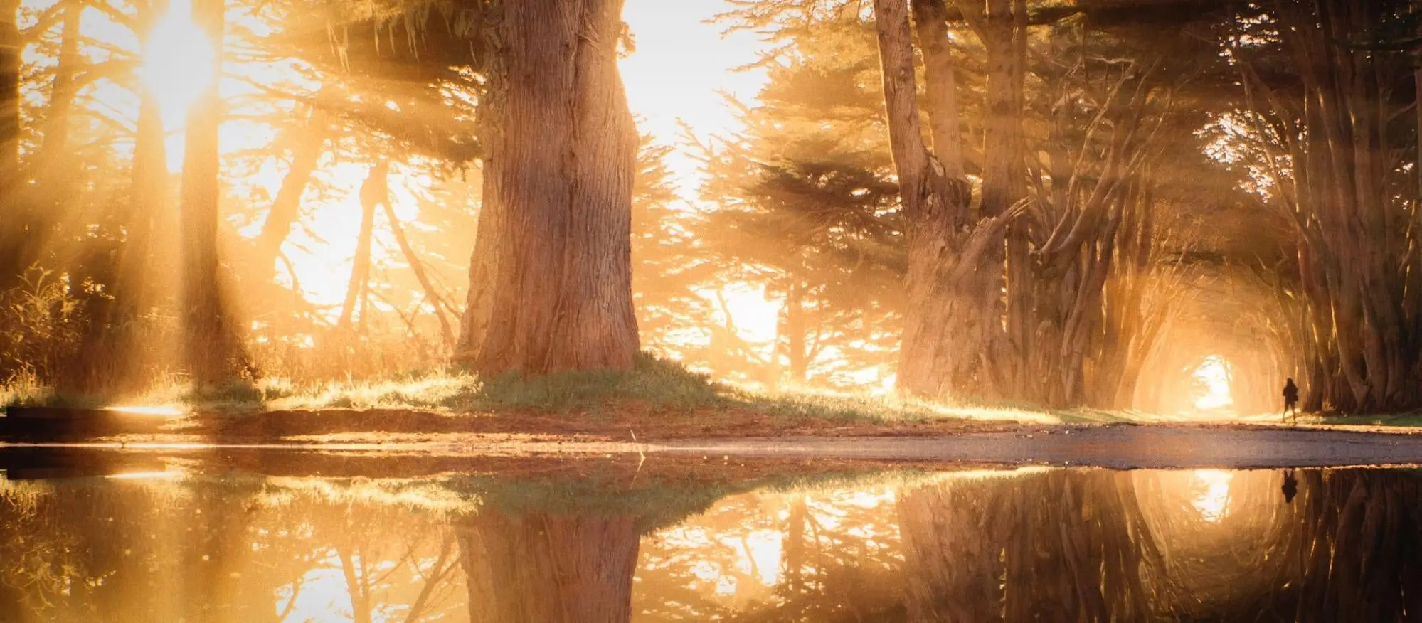 Photograph of a tree and its reflection on water during the golden hour. 