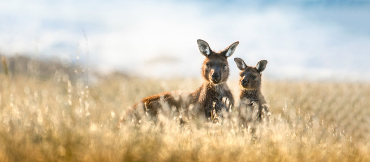 Photograph of two kangaroos in the wilderness.