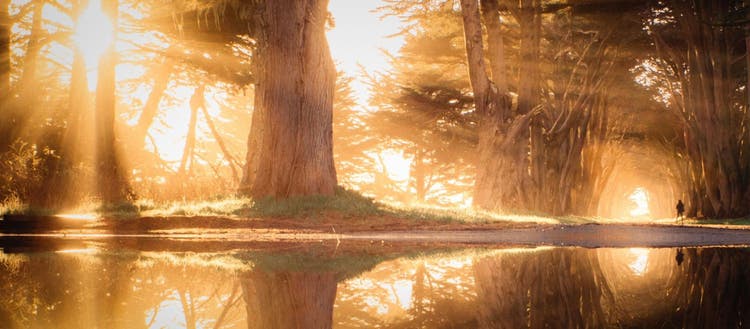 Photograph of a tree and its reflection on water during the golden hour.