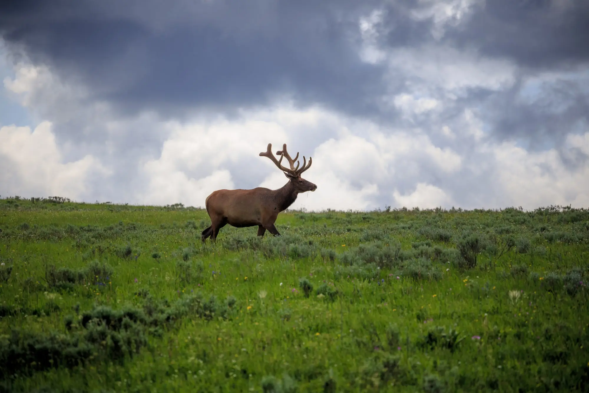 Elk in the Meadows of Yellowstone National Park
