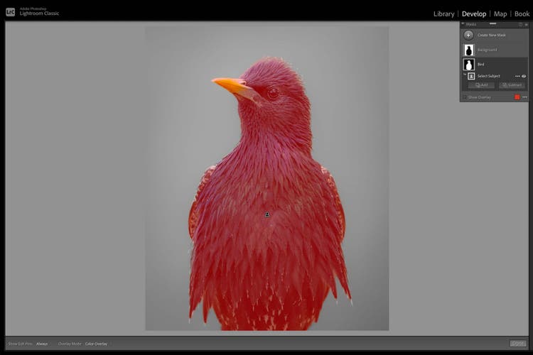 Screen shot of a bird on a screen in lightroom.
