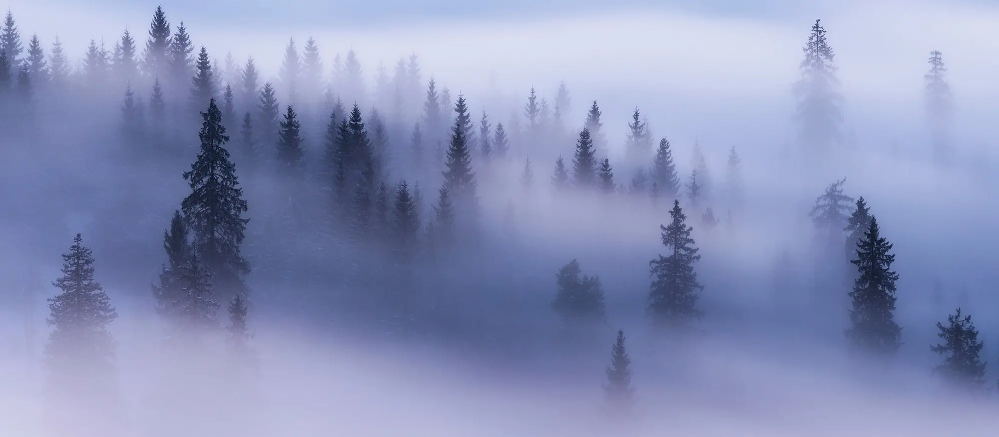 Pine trees engulfed in fog. 