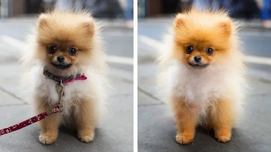 Side by side images of a puppy. 