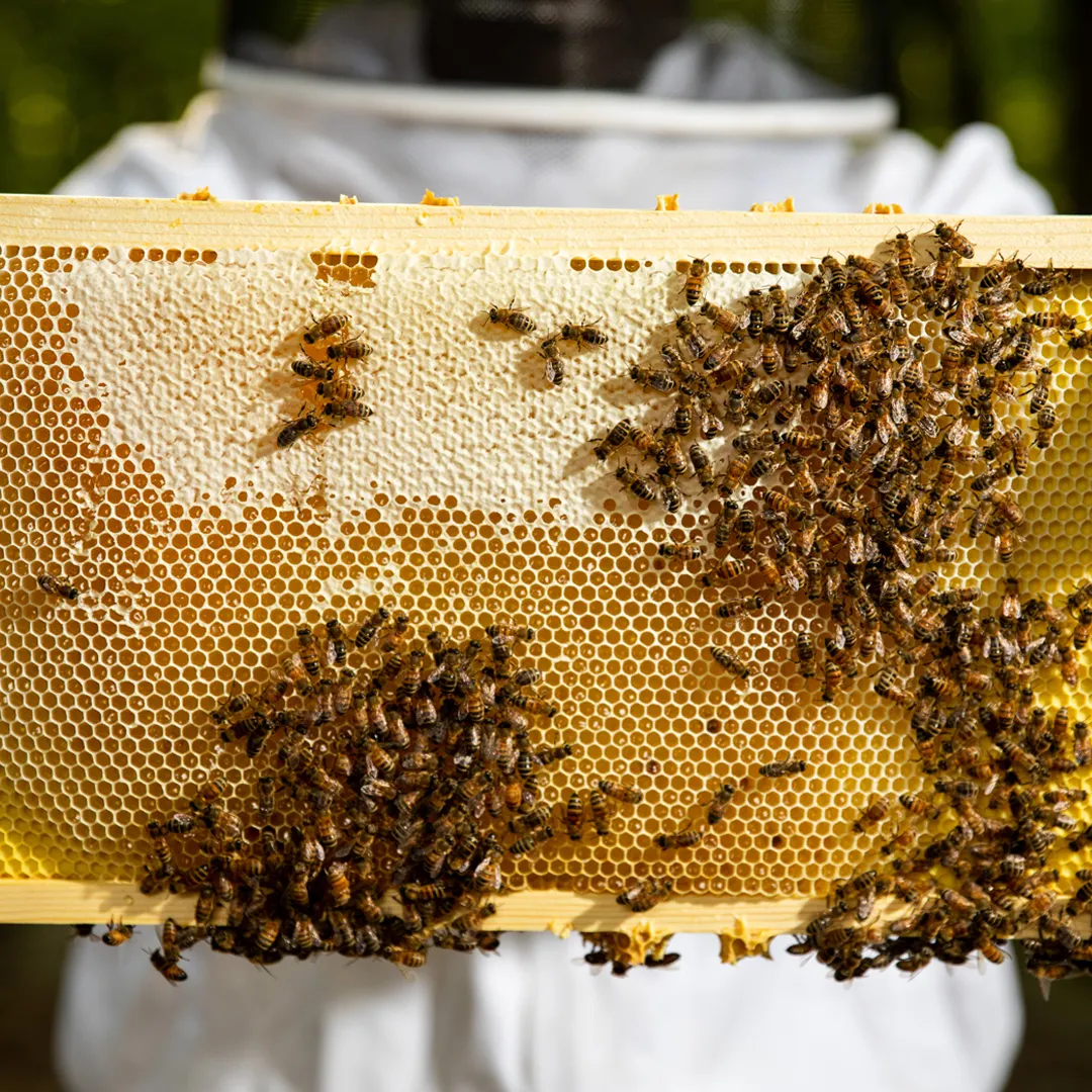 Image of honeycomb and bees.