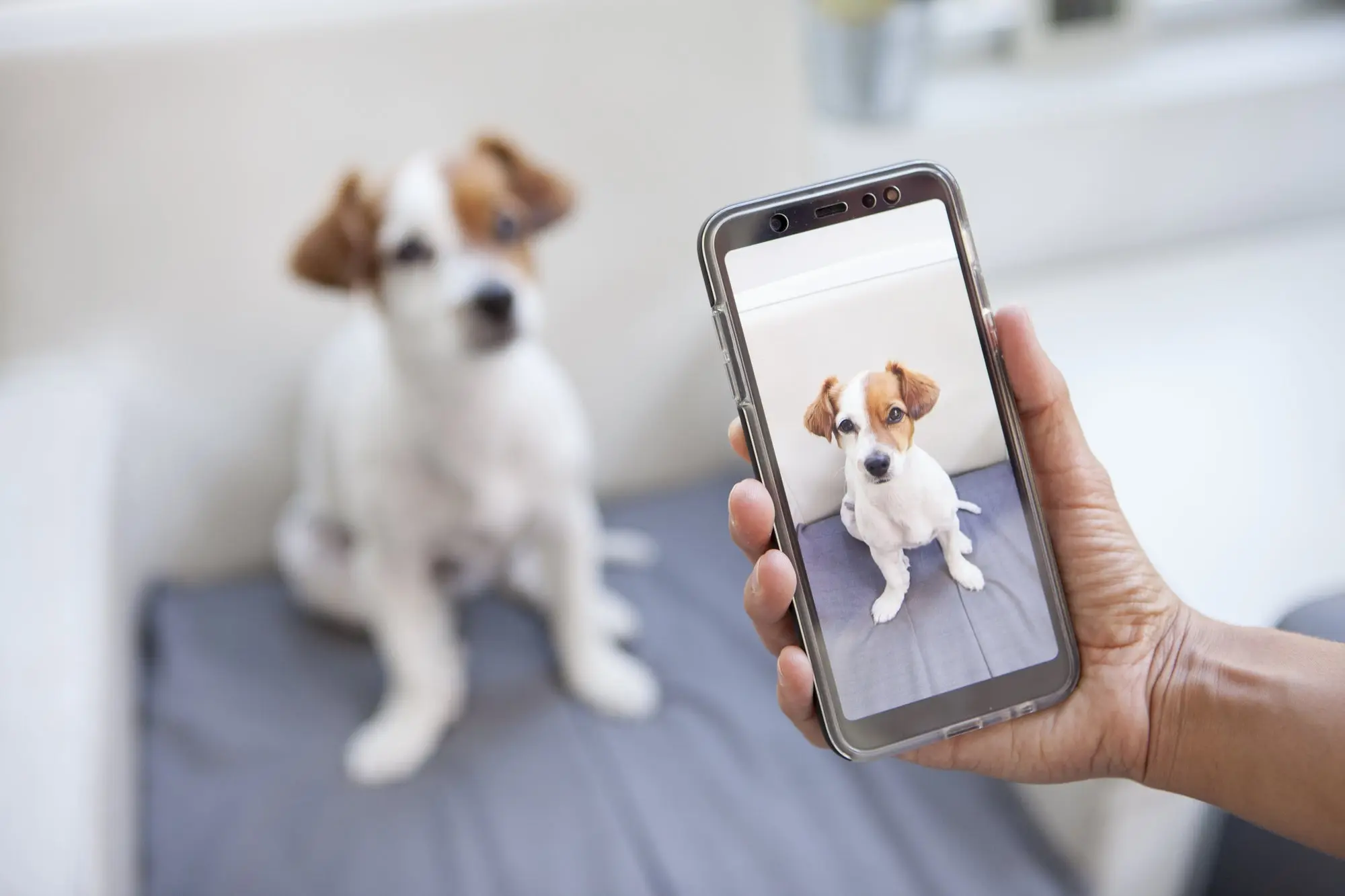 Photo of a dog being taken on a smartphone.