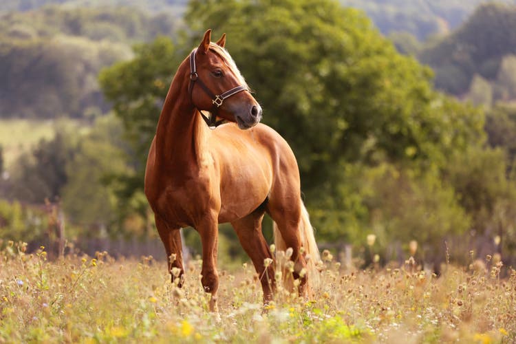 Photo of a horse.